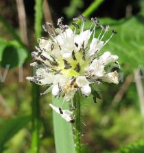 Dipsacus pilosus - Flower head - Click to enlarge!