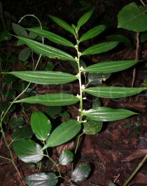 Disporopsis longifolia - Habit - Click to enlarge!