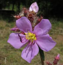 Dissotis senegambiensis - Flower - Click to enlarge!