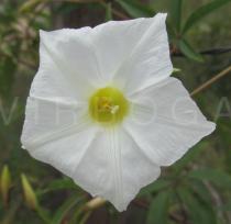 Distimake macrocalyx - Flower - Click to enlarge!