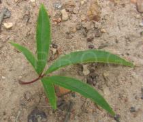 Distimake macrocalyx - Upper surface of leaf - Click to enlarge!