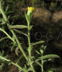 Dittrichia graveolens - Flower, side view - Click to enlarge!