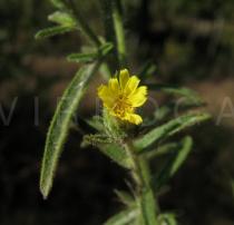 Dittrichia graveolens - Flower - Click to enlarge!