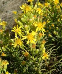 Dittrichia revoluta - Flowers - Click to enlarge!
