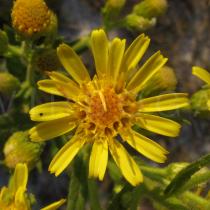 Dittrichia viscosa - Flower - Click to enlarge!