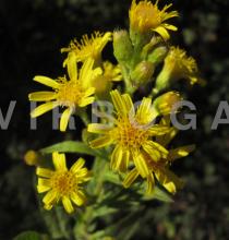 Dittrichia viscosa - Flowers - Click to enlarge!