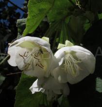 Dombeya torrida - Flowers - Click to enlarge!