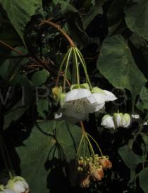 Dombeya torrida - Inflorescence - Click to enlarge!