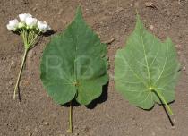 Dombeya torrida - Upper and lower surface of leaf and inflorescence - Click to enlarge!