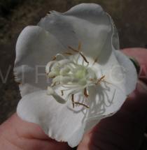 Dombeya torrida - Flower - Click to enlarge!