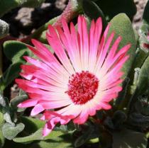 Dorotheanthus bellidiformis - Flower - Click to enlarge!