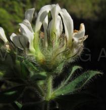 Dorycnium hirsutum - Flowers - Click to enlarge!