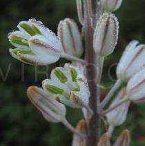 Drimia maritima - Flower close-up - Click to enlarge!