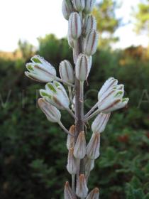 Drimia maritima - Inflorescence close-up - Click to enlarge!