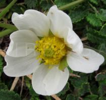 Dryas octopetala - Flower - Click to enlarge!