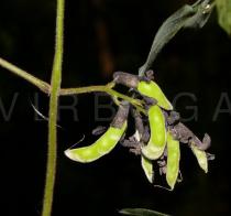 Dumasia villosa - Infructescences - Click to enlarge!