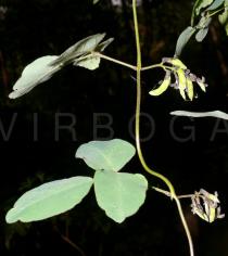 Dumasia villosa - Leaf insertion - Click to enlarge!