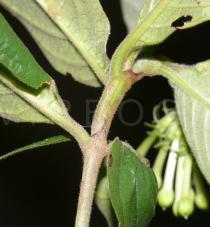 Duperrea pavettifolia - Leaf insertion - Click to enlarge!