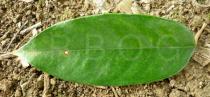 Durio zibethinus - Leaf - Click to enlarge!