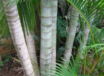 Dypsis lutescens - Trunks - Click to enlarge!
