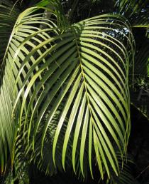 Dypsis lutescens - Leaf section - Click to enlarge!