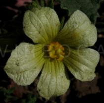 Ecballium elaterium - Flower - Click to enlarge!