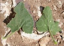 Ecballium elaterium - Upper and lower surface of leaf - Click to enlarge!