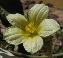 Ecballium elaterium - Flower - Click to enlarge!