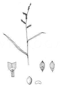 Echinochloa colona - Click to enlarge!