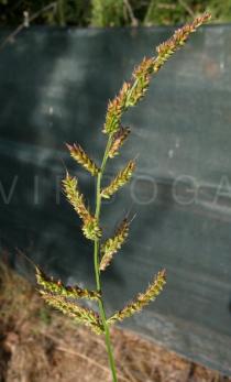 Echinochloa crus-galli - Inflorescence - Click to enlarge!