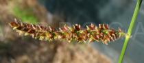 Echinochloa crus-galli - Spicate main branch - Click to enlarge!