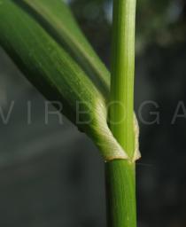 Echinochloa crus-galli - Leaf base - Click to enlarge!