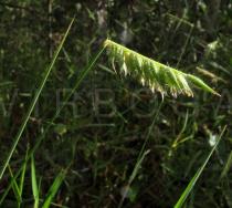 Echinolaena inflexa - Inflorescence - Click to enlarge!