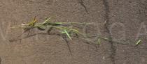 Echinolaena inflexa - Uprooted plant - Click to enlarge!