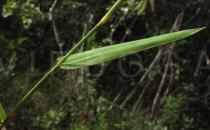 Echinolaena inflexa - Leaf insertion - Click to enlarge!