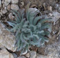 Echium albicans - Basal rosette - Click to enlarge!