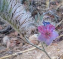 Echium albicans - Flower - Click to enlarge!