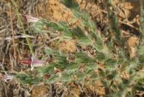 Echium asperrimum - Inflorescence section - Click to enlarge!