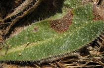 Echium asperrimum - Upper surface of leaf - Click to enlarge!