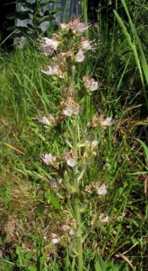 Echium boissieri - Inflorescence - Click to enlarge!