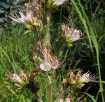 Echium boissieri - Infructescence, close-up - Click to enlarge!