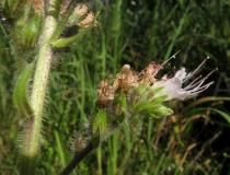 Echium boissieri - Flower, side view - Click to enlarge!