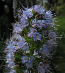 Echium candicans - Flowers - Click to enlarge!