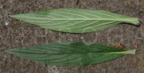 Echium candicans - Upper and lower surface of leaf - Click to enlarge!