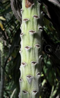 Echium candicans - Stem section - Click to enlarge!