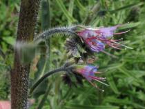 Echium lusitanicum - Flower - Click to enlarge!
