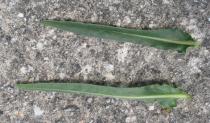 Echium lusitanicum - Upper and lower surface of leaf - Click to enlarge!