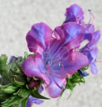 Echium plantagineum - Flower - Click to enlarge!