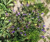 Echium plantagineum - Habit - Click to enlarge!