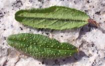 Echium rosulatum - Top and lower side of leaf - Click to enlarge!